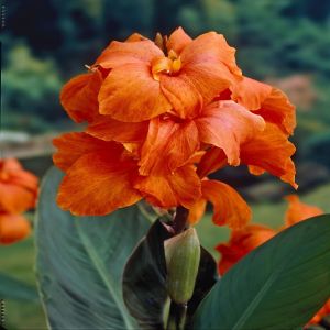 Canna Orange Beauty