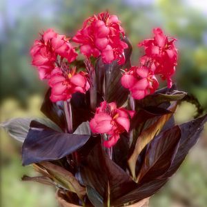 Canna Red Wine