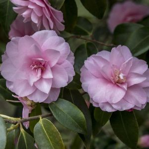 Camellia Spring Festival V2