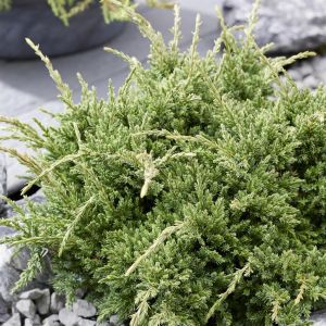 Juniperus squamata Holger