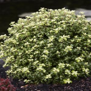 Pittosporum tenuifolium Gold Star
