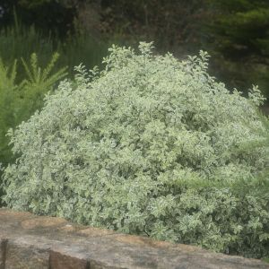 Pittosporum tenuifolium variegatum