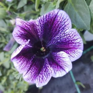 Petunia Surfinia Blue Vein