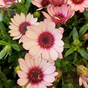 Osteospermum Purple White