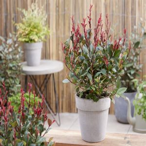Photinia fraseri Little Red Robin