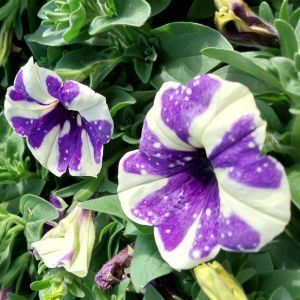 Petunia Blue White