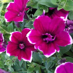 Petunia double red with white edge