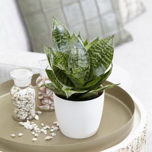 Sansevieria trifasciata Hahnii