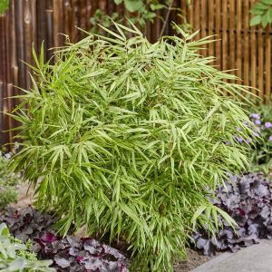 Fargesia Rufa for ( Green Bamboo)