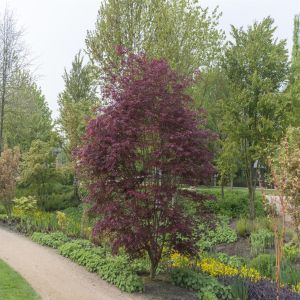 Acer palmatum Trompenburg