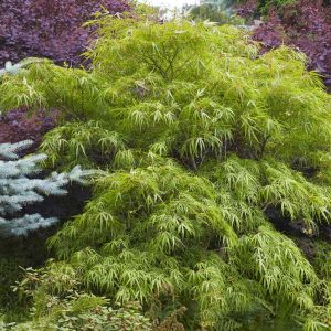 Acer palmatum Emerald Lace