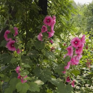 Alcea Rosea Pink