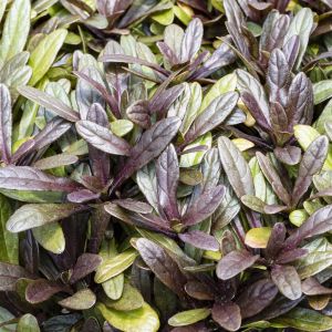 Ajuga FF Nightingale