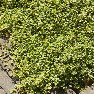 Muehlenbeckia complexa Golden Girl