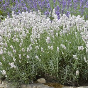 Lavandula Melissa (als arom silver)