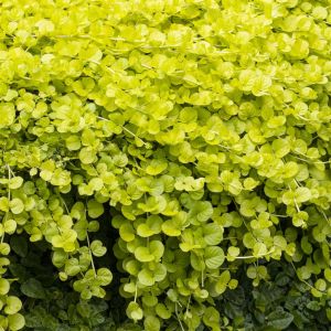 Lysimachia (als Goldilocks)