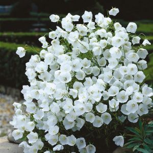 Campanula carpatica(als pearl White)