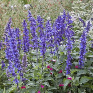 Salvia mystic Spires