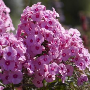 Phlox Pniculata Pink