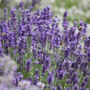Lavandula anguistifolia als deep violet