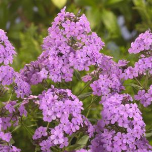 Phlox paniculata purple