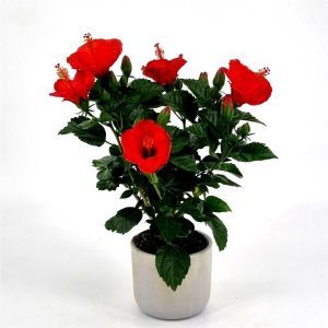 Hibiscus sinensis Red
