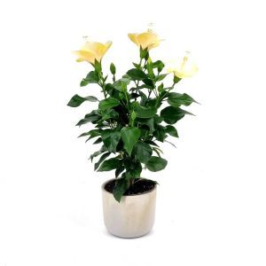 Hibiscus sinensis White