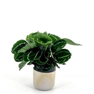 Calathea Green Lipstick