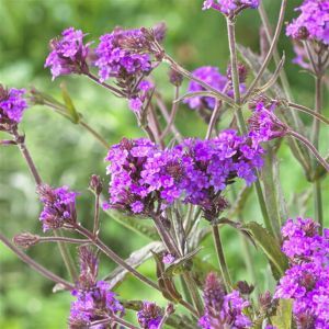 Verbena Rigida v2