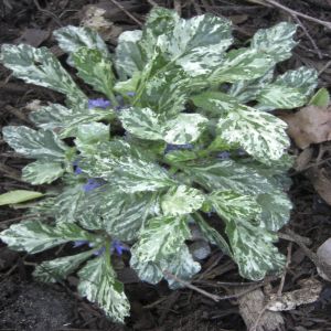 Ajuga Reptans Sparker