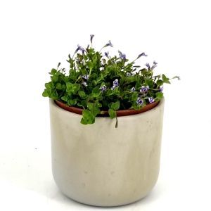 Veronica Serpyllifolia