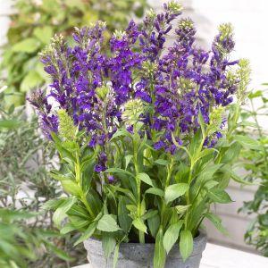 Lobelia speciosa Star Blue