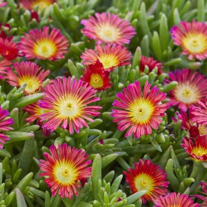 Delosperma cooperi Delmara Red