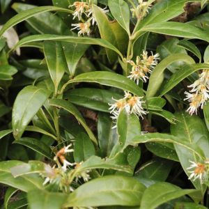 Sarcococca hookeriana