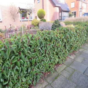 Prunus lusitanica angustifolia x 5