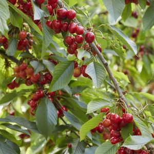 Prunus Avium