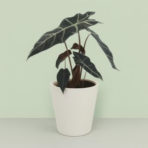 Alocasia Polly 12 cm