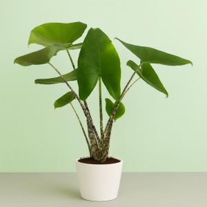 Alocasia Zebrina