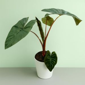 Alocasia Yucatan Princess 17 cm