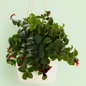 Aeschynanthus Mona Lisa