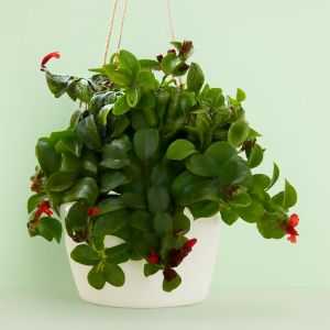 Aeschynanthus Mona Lisa