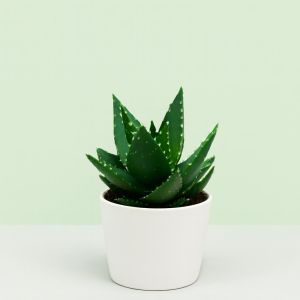 Aloe Vera Mitriformis