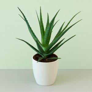 Aloe Arborescens 12 cm