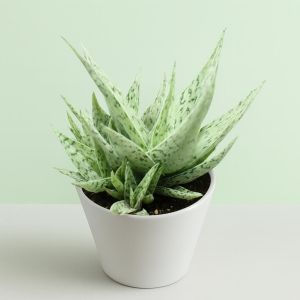 Aloe Snowflake