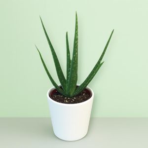 Aloe Vera 13 cm