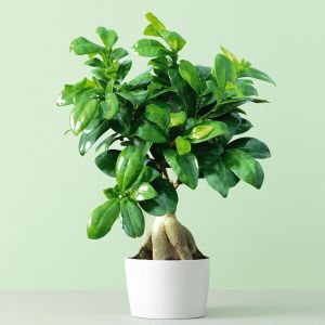 Ficus Retusa Microcarpa Ginseng 12 cm