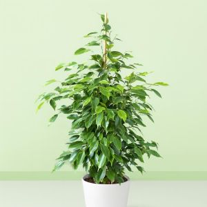 Ficus benjamina Anastasia 70 cm