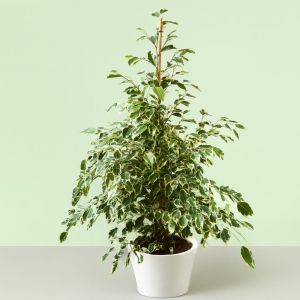 Ficus benjamina Twilight