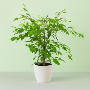 Ficus benjamina Golden Monique v2