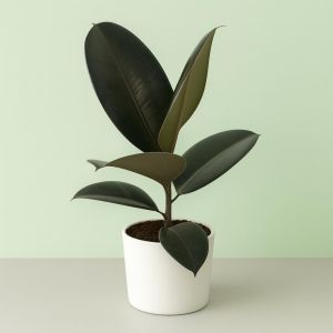 Ficus Elastica Abidjan